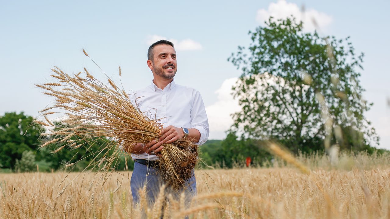 Kestel Belediyesi kendi buğdayını ekiyor