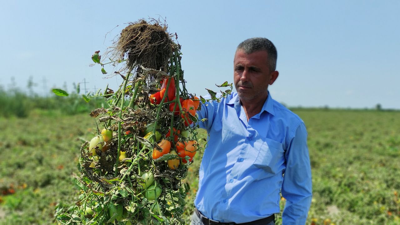 Bursa'da hasada sayılı günler kala binlerce dönüm domates kurudu