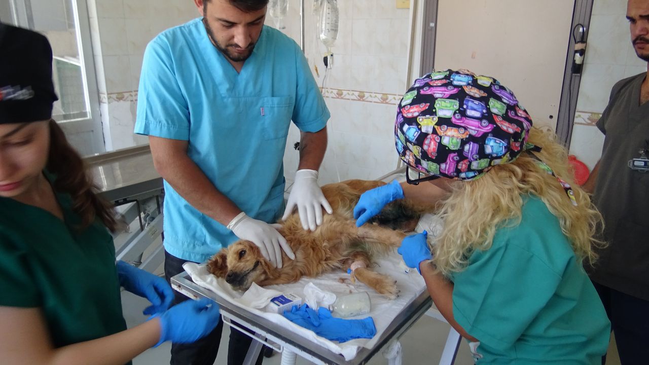 Bursa’da ormana bırakılan cins köpeğin meme kanseri tedavisi devam ediyor