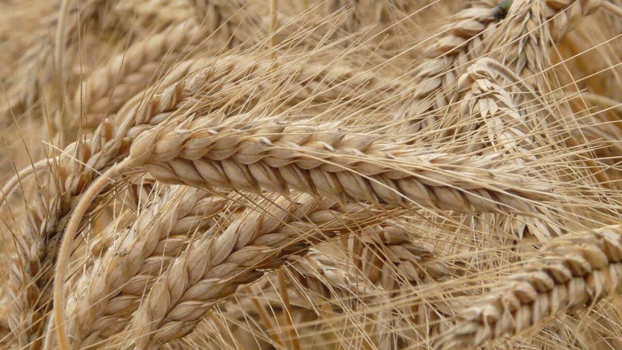 Buğday fiyatları bir haftanın en düşüğünde