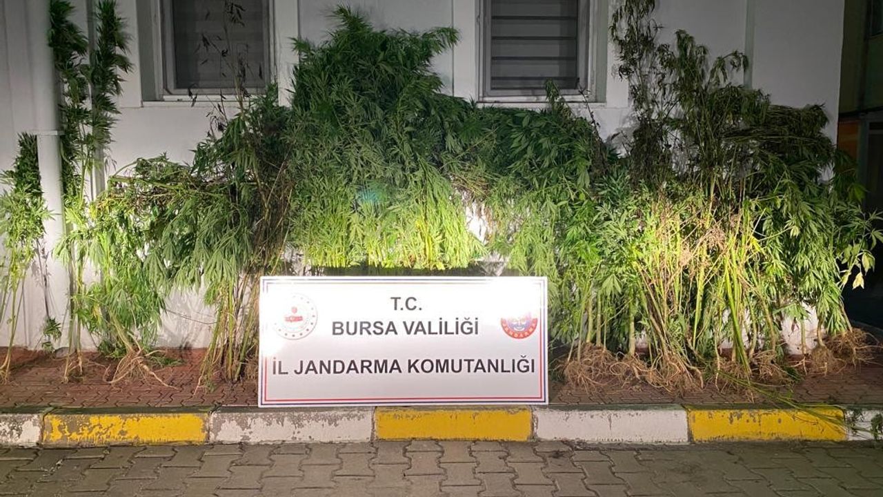 Bursa'da devlet arazisine kenevir ekti, yakalandı