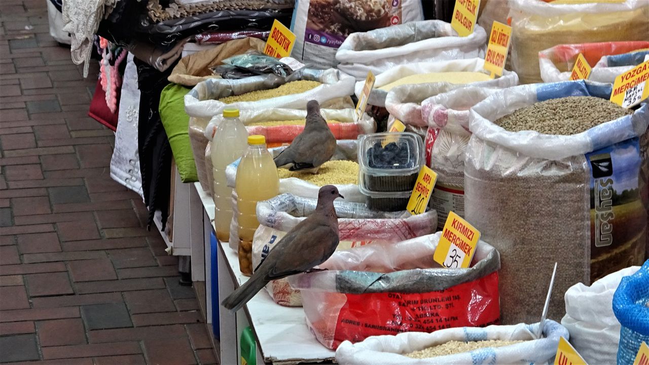 Bursa'da kuşlar karınlarını esnafın bakliyatlarıyla doyuruyor