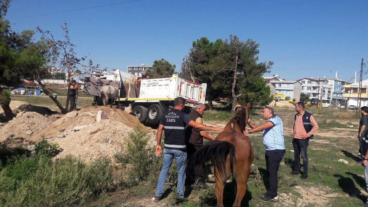 Bursa'da başıboş atlar yakalandı
