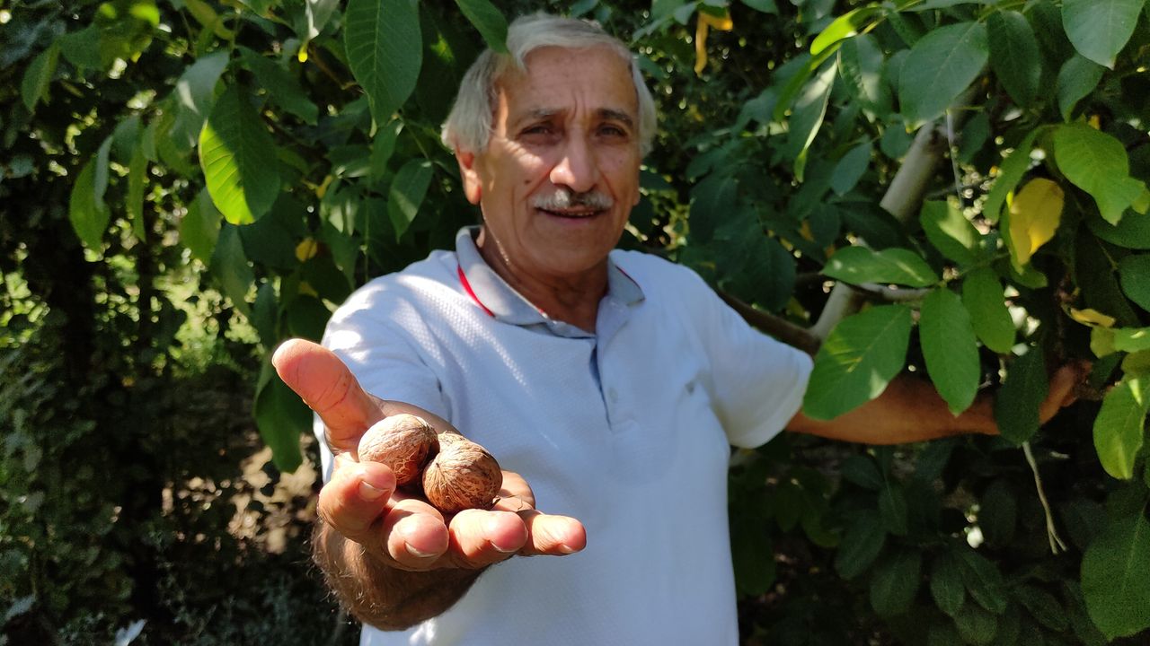 Bursa'da hırsızlara seslenen çiftçi; "Bana da yemeklik ceviz bırakın"