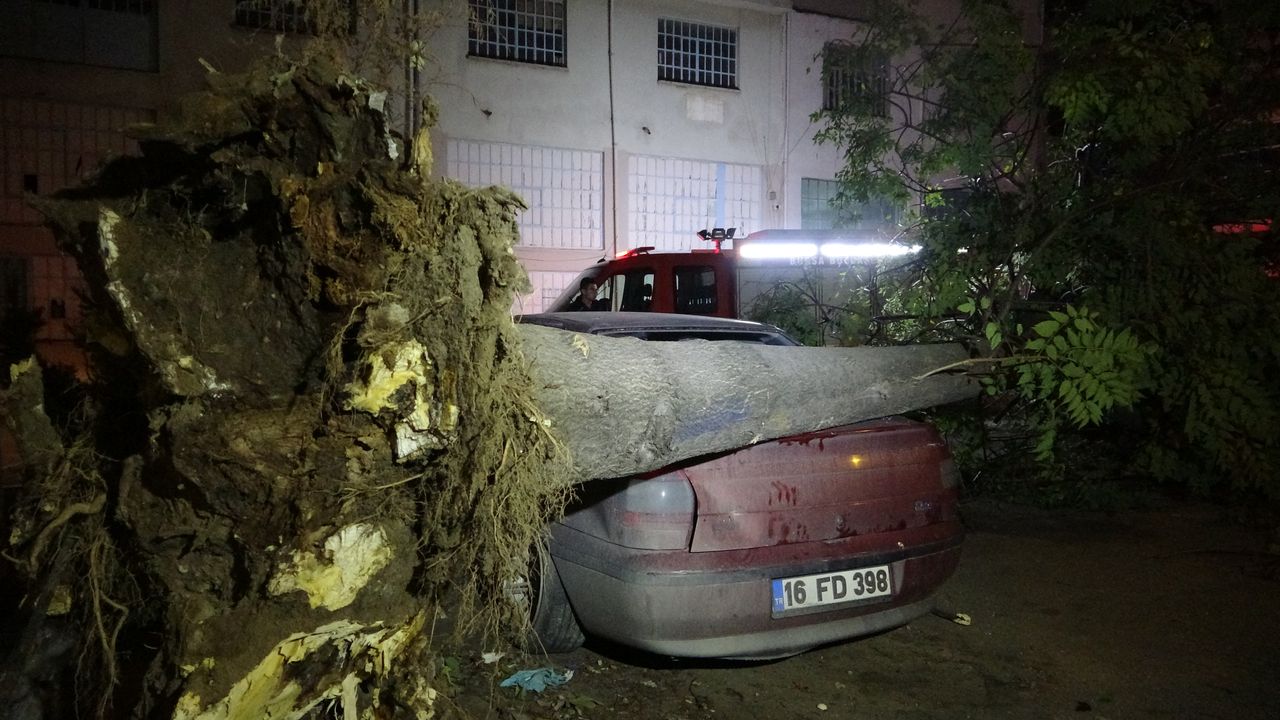 Bursa'da ağaç park halindeki 3 otomobilin üzerine devrildi