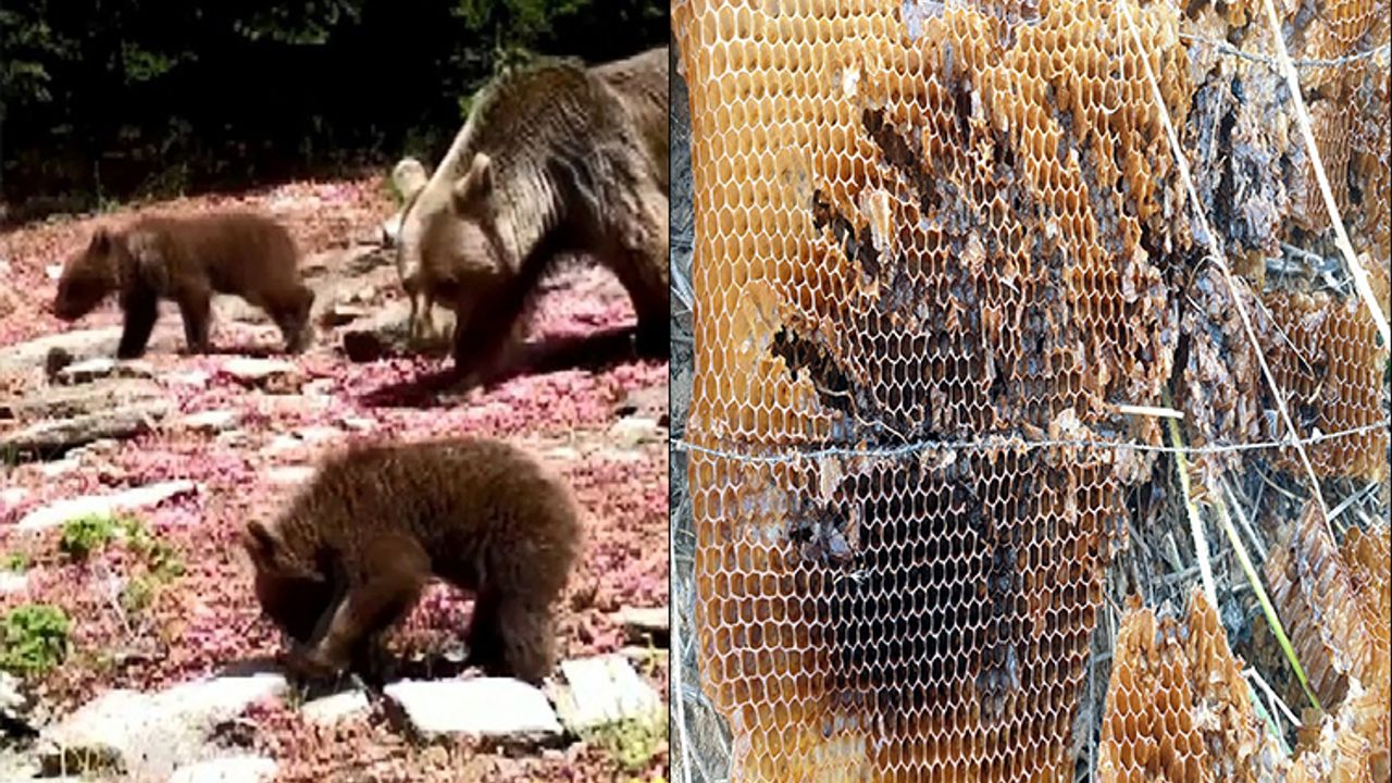 Bursa'da ayı ailesi arı çiftliğini bastı!
