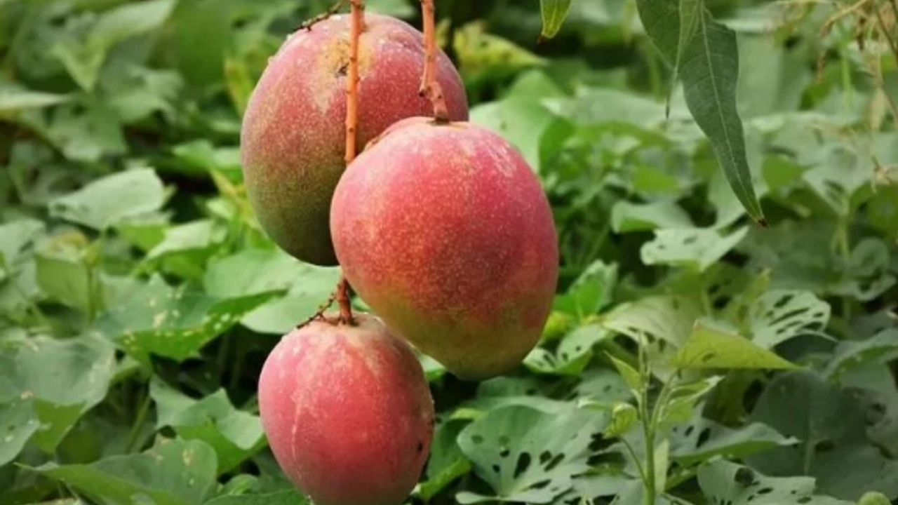 Üreticinin yeni gözdesi mango: Bir ağaçtan 190 bin tl