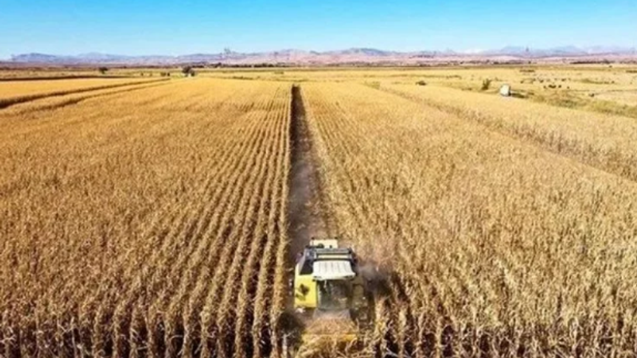 Rusya, tarım savaşında galip geliyor: Tahılda payı arttı