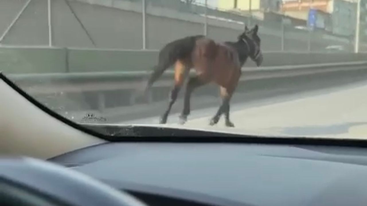 Bursa'da başıboş atlar trafiği tehlikeye sokuyor