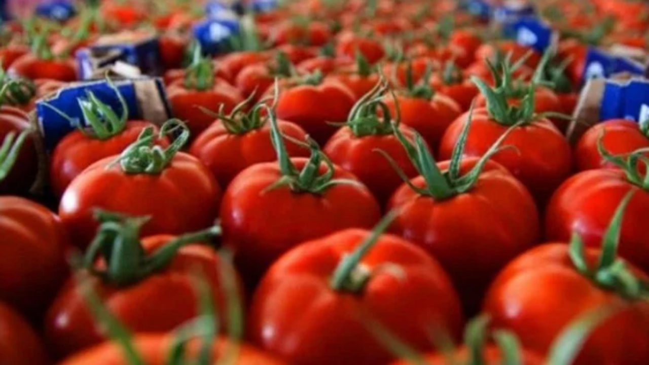 Üreticiler, domates ihracatına getirilen kısıtlamanın kaldırılmasını istiyor