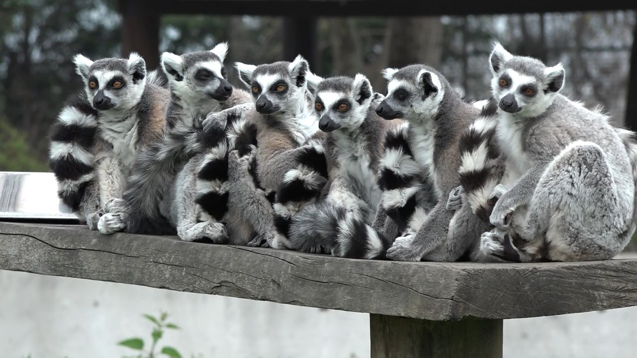 Bursa Hayvanat Bahçesi'nin sevimli yavruları ilgi odağı oldu
