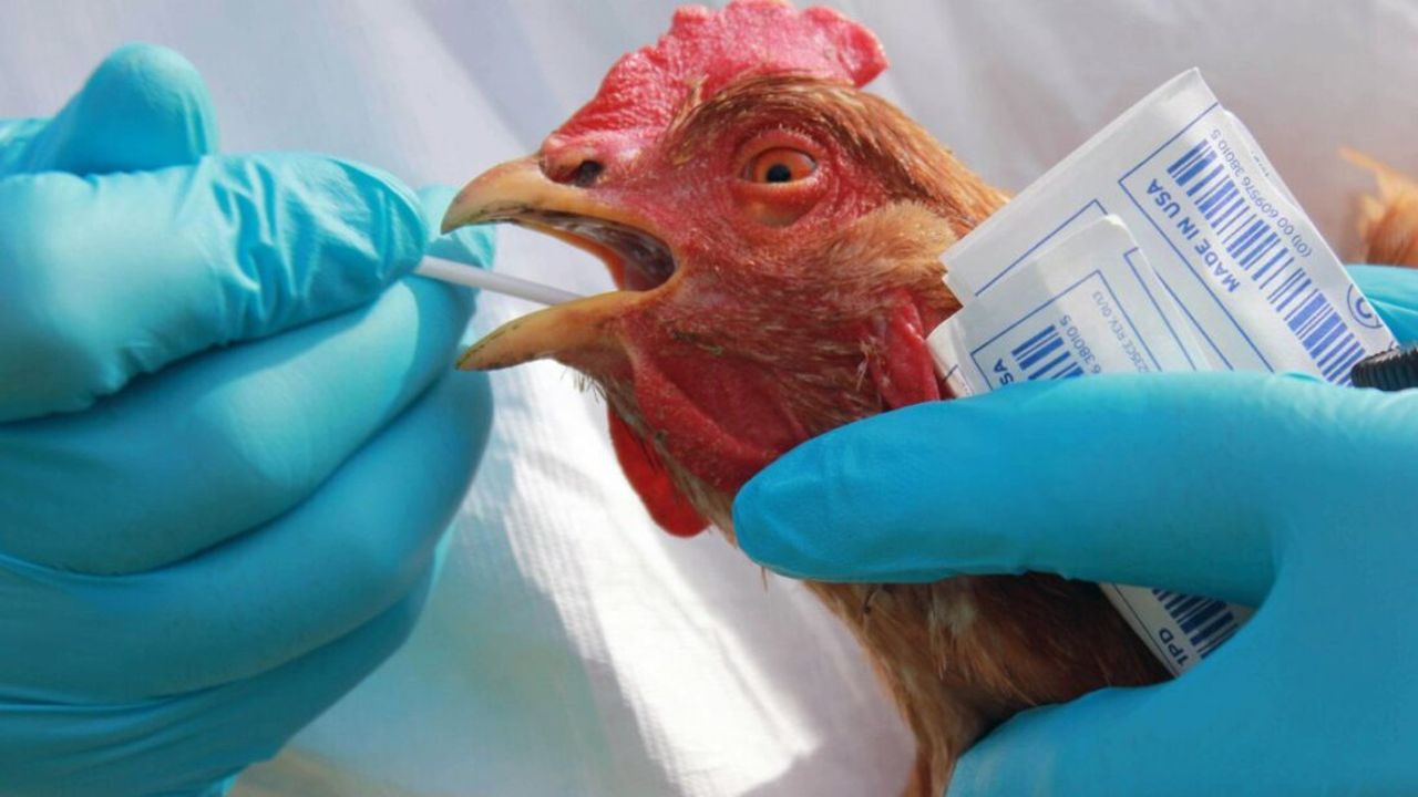 Kuş gribi mutasyona uğradı: Virüs daha bulaşıcı ve ölümcül hale gelmiş olabilir!
