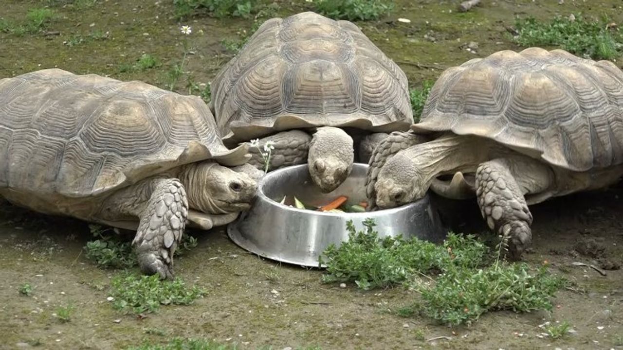 Bursa'da kaplumbağalar gününü gün etti!