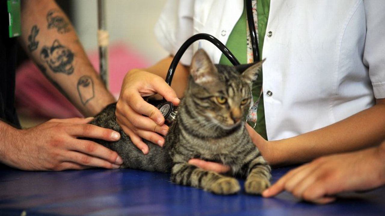 Bursa'da Hayvan hastanesine giren kedi ameliyat edildi
