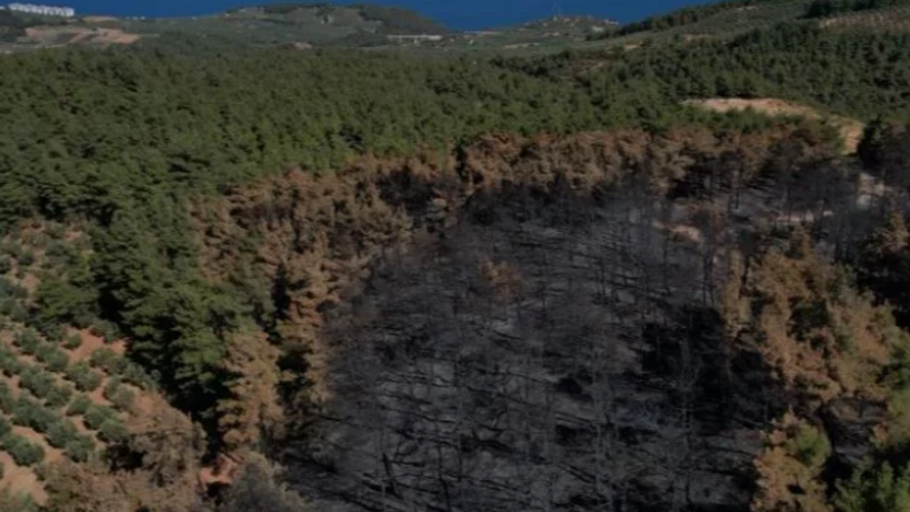 Mudanya'da yanan 25 hektar yeniden ağaçlandırılacak