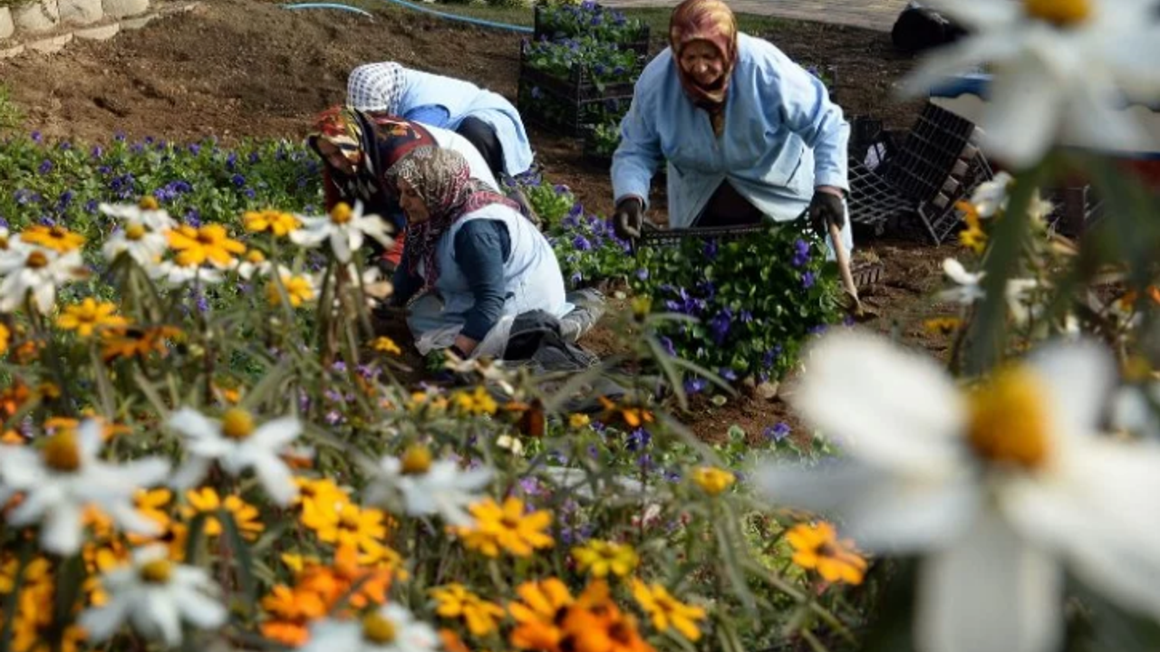 Osmangazi’de 400 bin çiçek toprakla buluşuyor