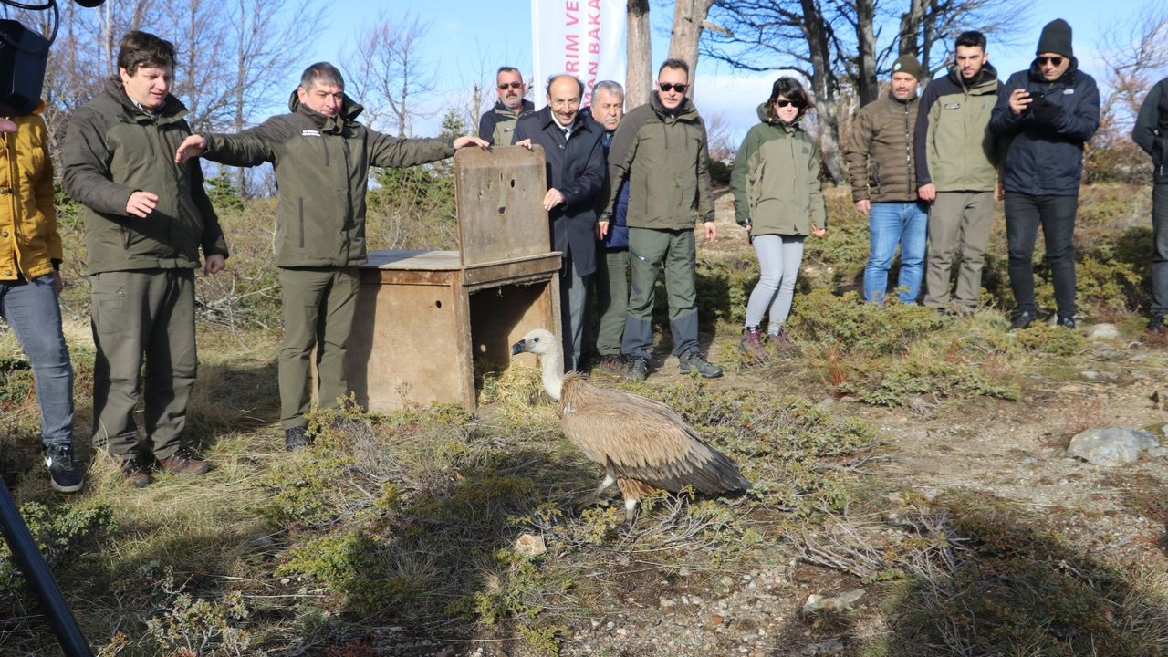 Kızıl Akbaba Uludağ'ın zirvesinden doğaya salındı