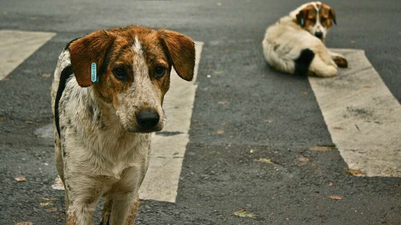 Sahipsiz köpek başına 71 bin TL ceza - Koza24 - Haberler, Son Dakika Haberleri ve Bursa Güncel Haber
