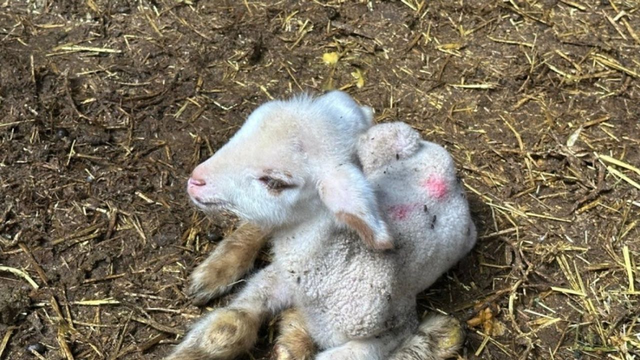 Bursa'da şap krizi!