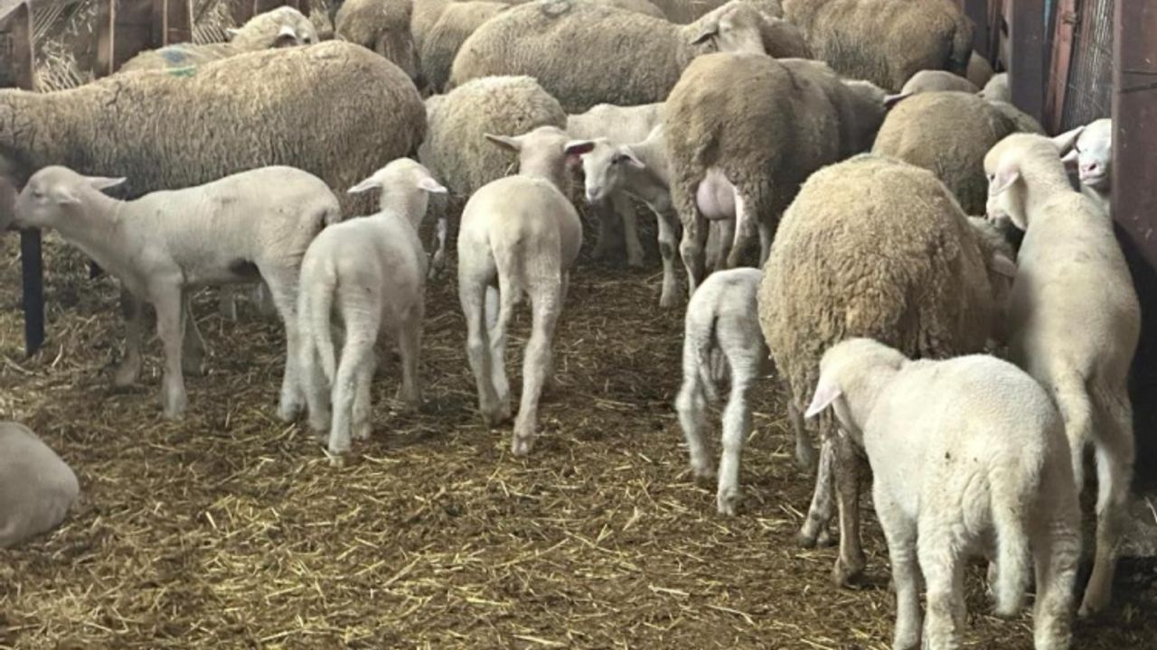 Bursa'da besicilerden 'şap' çağrısı!