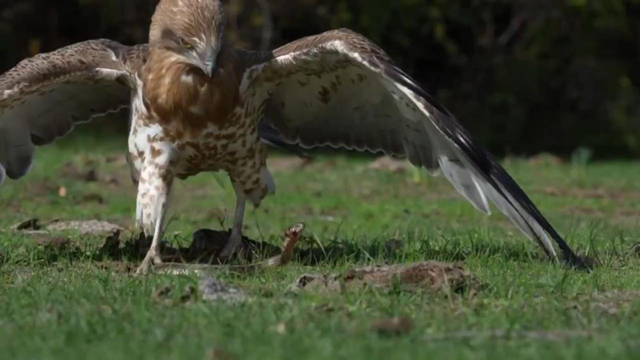 Karacabey Longozu’ndan kartal ile yılanın savaşı!