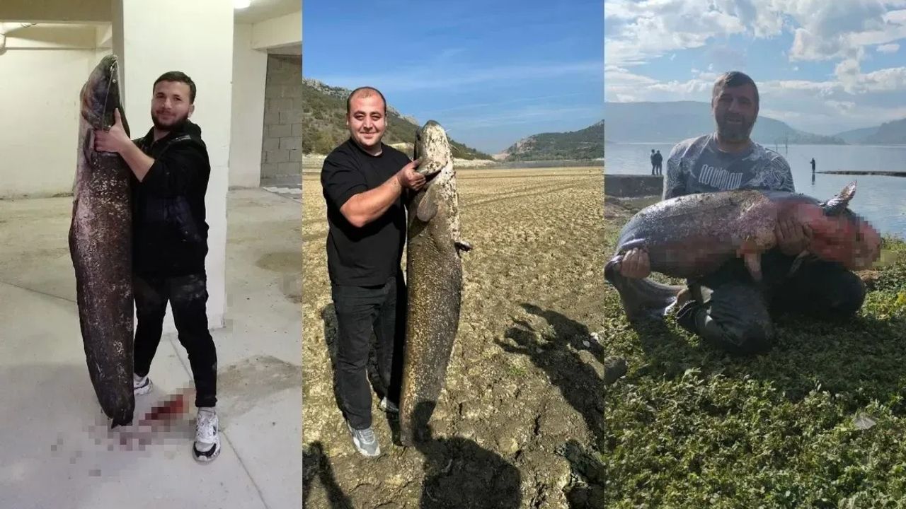 Su seviyesi düşen barajda dev yayın balıkları!