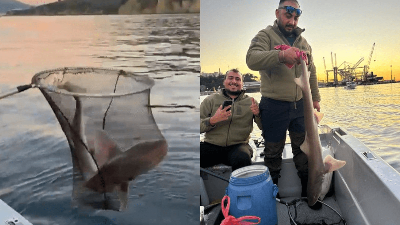 Gemlik Körfezi'nde şaşırtan av!