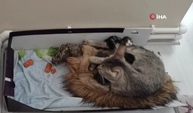 Köpeklerin saldırısından kurtarılan yabani yavru tavşana kedi annelik yapıyor
