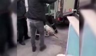 Bursa'da başıboş Pitbull köpeğine camide operasyon