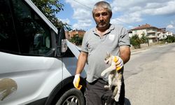 Yaralı kediye Yenişehir Belediyesi sahip çıktı