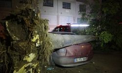 Bursa'da ağaç park halindeki 3 otomobilin üzerine devrildi