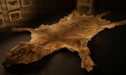 Tazmanya kaplanına ait kayıp kalıntılar 85 yıl sonra bulundu