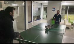 Bursa'da masa tenisi oynayan kedi gülümsetti