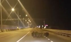 Bursa'da  anayola çıkan domuzlar, sürücülere zor anlar yaşattı