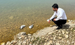 Atatürk Barajı'ndaki martı ölümlerine inceleme