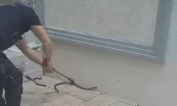 Bursa'da sitenin bahçesinde yılan paniği!
