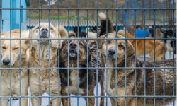 Melike Baysal: 'Devletten köpek kısırlaştırmaya komik destek!'