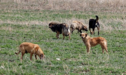 15 köpek ölü bulundu!