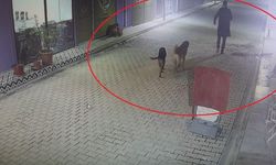 Hatay'da dehşet! Kedileri köpeklere parçalattı