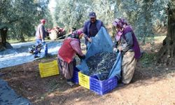 1 kilogram zeytinin üretim maliyeti ne kadar?