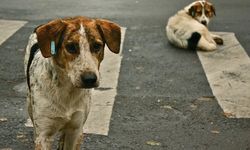 Bakanlıktan sahipsiz köpek adımı: 81 ile yazı gönderildi