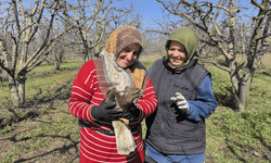 Yaralı şahine sahip çıktılar