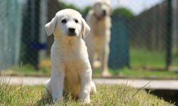 Bursa’da bu köpek için 6 ay sıra bekleniyor