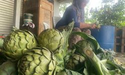 Enginarda rekor hasat zamanı