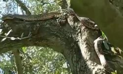 2,5 metrelik yılan şaşkınlık yarattı