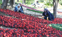 Osmangazi çiçek açtı