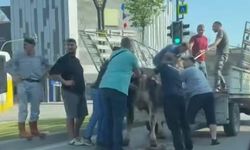 Bursa’da kurbanlıklar kaçtı