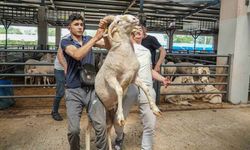 4 boynuzlu koçu görenler şaşırıyor