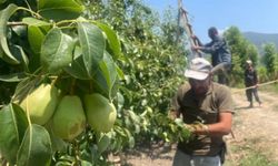 Hasat öncesi 'tekleme' mesaisi