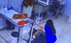 Veteriner kliniğinde panik!